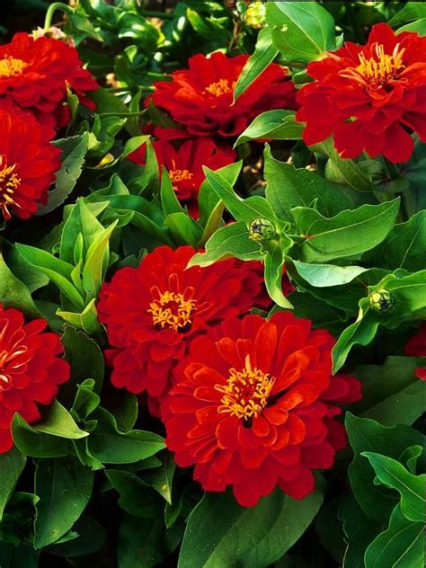 Top Red Annual Flowers For Your Garden Annual Flowers Deer Resistant