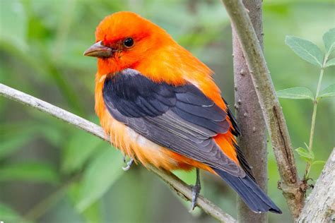 Birds With Orange Plumage Around The World