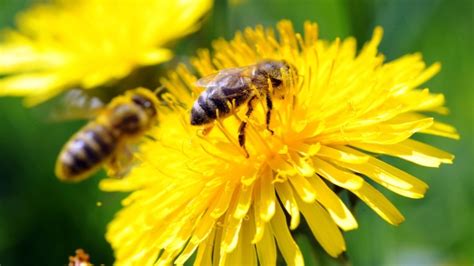 Epa Expands Use Of Pesticide Considered ‘very Highly Toxic To Bees