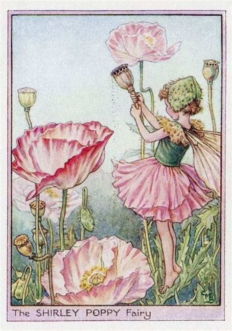 Shirley Poppy Flower Fairy Vintage Print C1950 Cicely Mary Barker