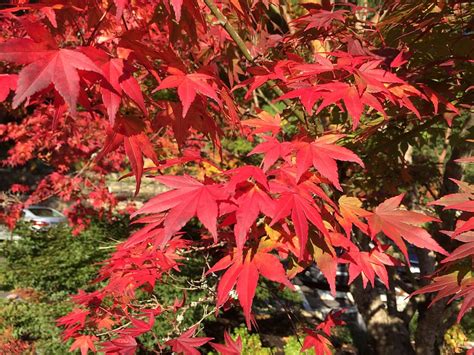 Hd Wallpaper United States Portland Portland Japanese Garden Maple