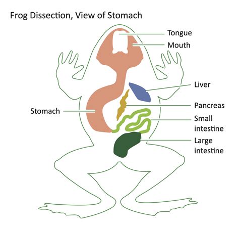 Frog Dissection With Tactile 25d Images Resource Imageshare