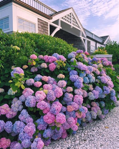 Mariyazakir Hydrangea Season Backyard Flowers Cottage Garden