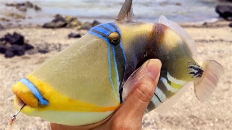 Catching Hawaiis State Fish Saltwater Fishing Youtube