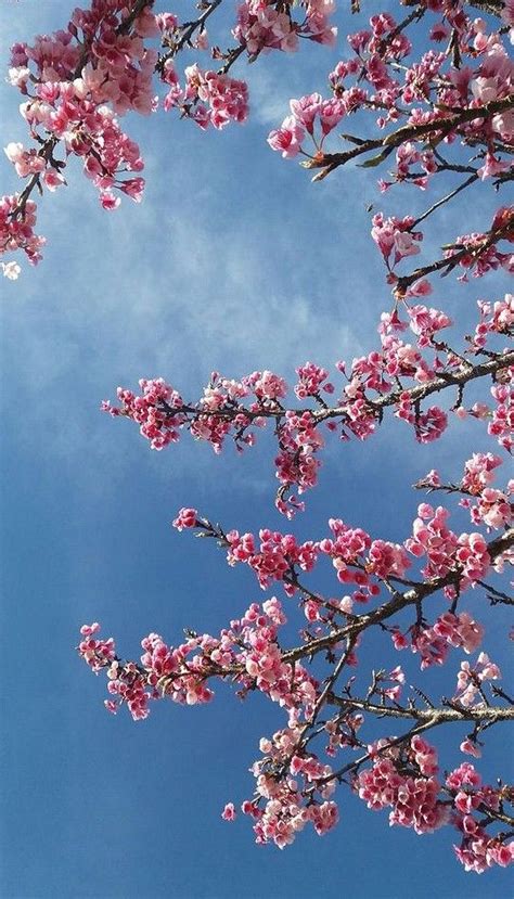 Home Screen Spring Cherry Blossom Nature Wallpaper Mural Wall