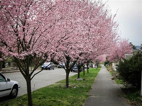 Newport Flowering Plum The Tree Center™