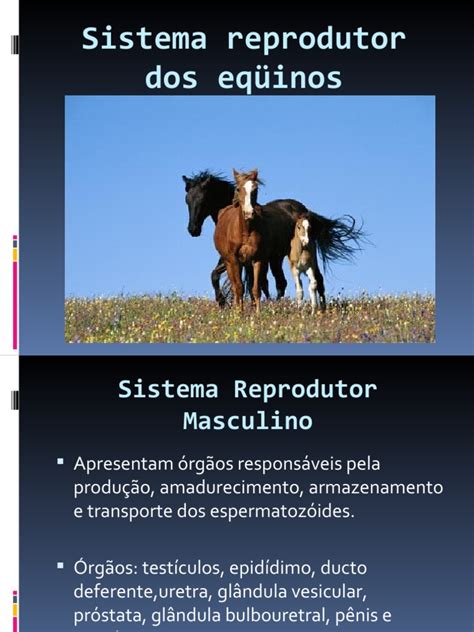 sistema reprodutor dos equinos