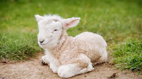 Author:ゆうさん＠羊の国 こまめっち画伯作ゆうさん 羊の国はニュージーランドの 南島で小さなファームやってます。 ご訪問ありがとうございます！ エンジェル・クロエ 2001年7月2日生まれ 2015年5月8日エンジェル・クロエに 今も、そしていつまでも、 ニュージーランド、かわいい、羊、牧草地、写真プレビュー ...