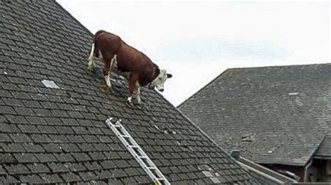 Jimbo's bar friends followed him home to witness his lady neighbors role play goats on a roof. Cow Photographed on Farmhouse Roof - ABC News