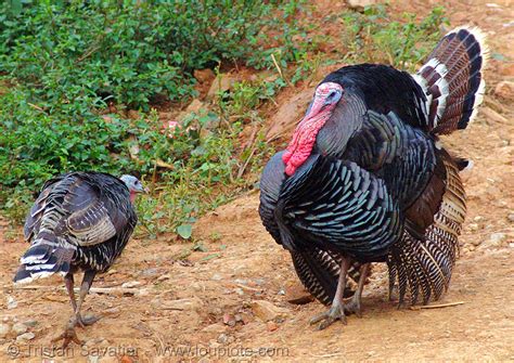 Turkey Birds Courtship