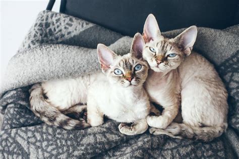 Can Cats Have Twins
