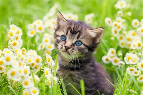 Take a few minutes to relax while observing their beauty. 21 Cute Kittens Playing Around Flowers Will Make Your Day ...