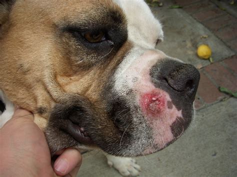 For The Last Two Days My American Bulldog Has Had A Weepy Round Sore On