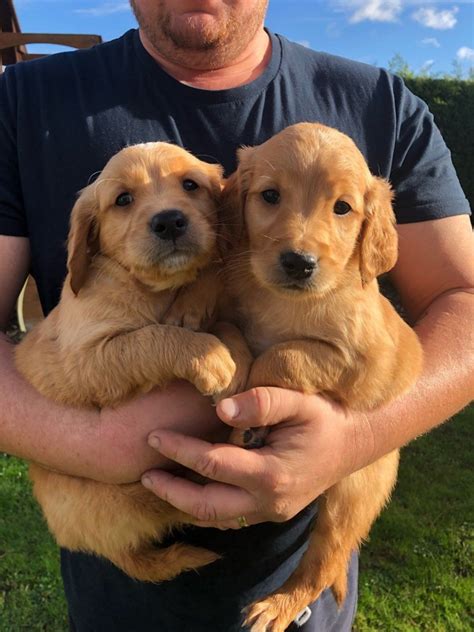 Golden Retriever Puppies For Sale Glen Burnie Md 283610