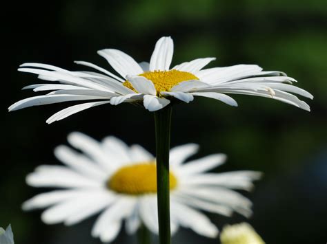 1366x768 Wallpaper White Flowers Meadows Margerite Flower Petal