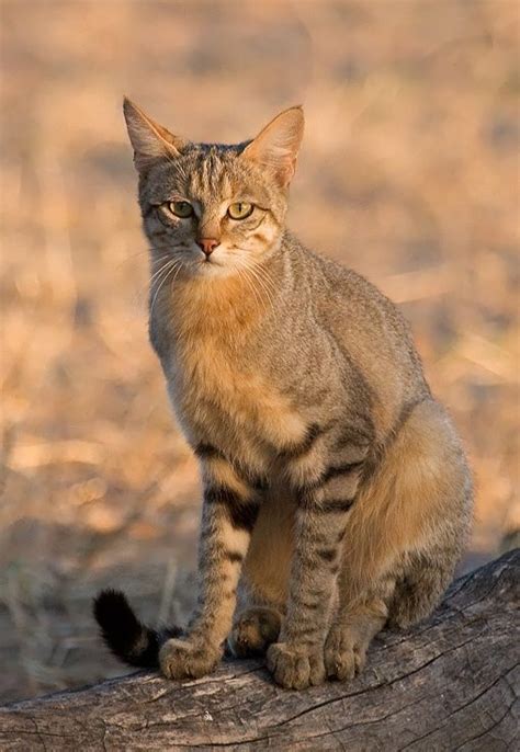 The Ancestor Of All Domestic Cats Meet The African Wildcat Felis