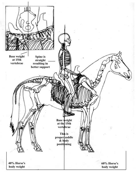 Jj Maxwell Tack And Saddle Co Horse Anatomy Dressage Horses Horse