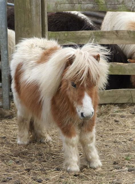 Draconius ~ Miniature Shetland Pony Cute Horses Cute Ponies