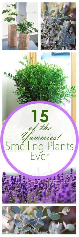 15 Of The Best Smelling Plants Ever ~ Bees And Roses