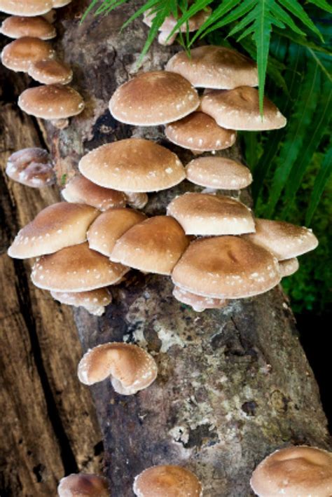 Mushrooms Spawns And Kits 100 Organic King Oyster Mushroom Plug Spawn