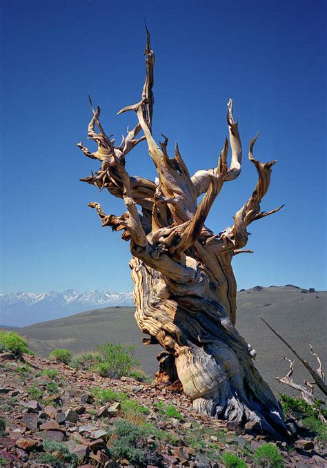 Ancient Bristlecone Pine Tree Composition 2 Inyo National Forest