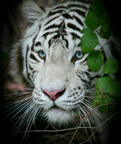 Pin By Qvpz On Salvaje Tiger Pictures White Tiger Majestic Animals