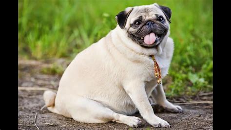 Fat is actually the most concentrated source of energy for your dog and it plays a key role in his diet. Really fat dogs! - YouTube