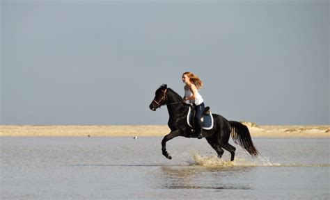 Raqas Arab Barb Stallion Extremely Sensitive And Playful Horse
