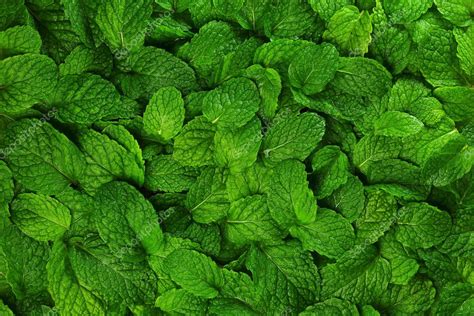 Mint Leaves Background Stock Photo By ©tongdang 36851409