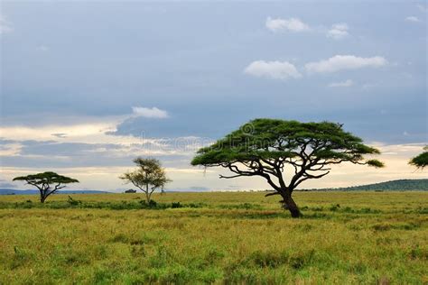 Trees In The Savannah After Rain Stock Photo Image Of Serengeti
