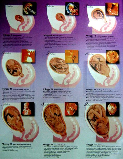 Cara menggugurkan kandungan adalah tindakan untuk mengakhiri kehamilan yang tidak kehamilan yang tidak di inginkan merupakan penyebab perempuan ingin melakukan tindakan cara gugurkan kandungan. Perkembangan Janin dalam Kehamilan Trimester 3 - tokoalkes ...