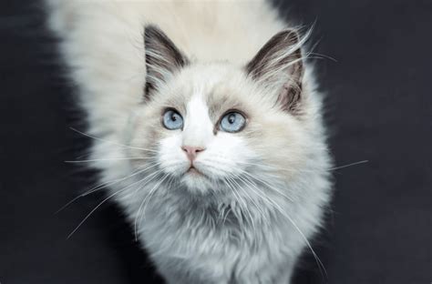 11 Cute Pictures Of Ragdoll Cats