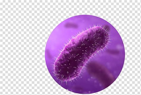 E Coli Bacteria Illustration Stock Image C0391254 Science
