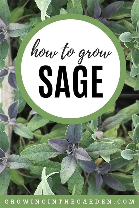 How To Grow Sage Tips For Growing Sage Sage Plant Growing