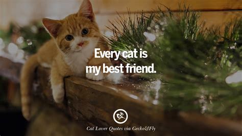 25 Cute Cat Images With Quotes For Crazy Cat Ladies Gentlemen And Lovers