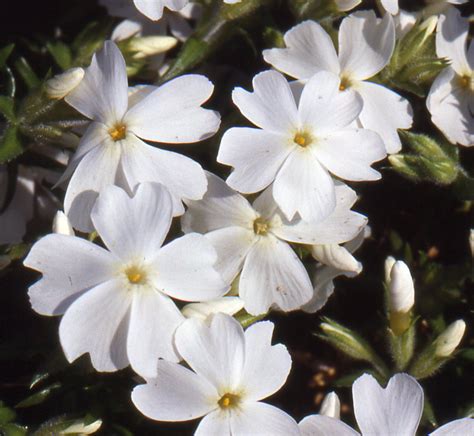 Plantes Vivaces Phlox White Delight Subulata Group Phlox Phlox