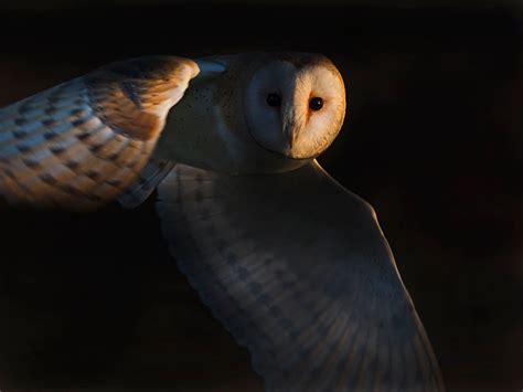 David Tipling Photography Wildlife Photography Tours Bird Photos