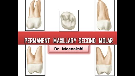 Permanent Maxillary Second Molar Youtube