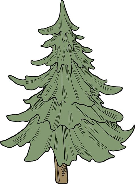 38 Evergreen Tree Clipart Background Alade