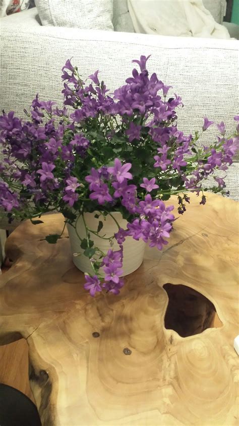 Campanula Flowers Indoor Blooms And Perennial When Planted In The