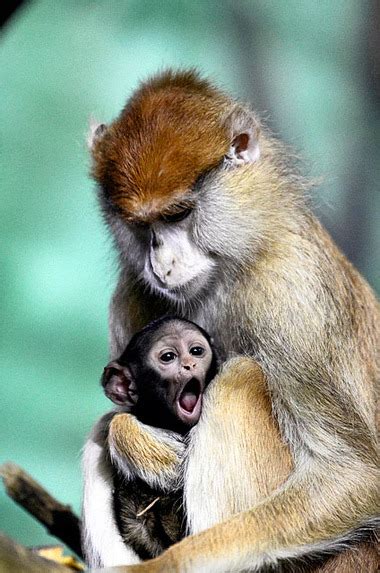 New Monkey Born At Rosamond Ford Zoo