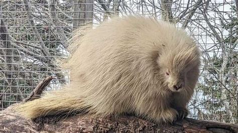 Albino Porcupine Grabs Attention Rescued By Columbian Animal Shelter