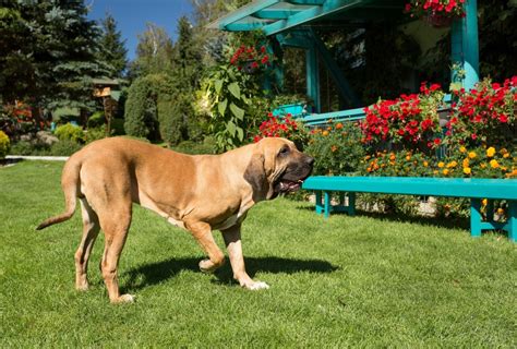 22 Mastiff Breeds That Will Steal Your Heart And Couch Pawleaks