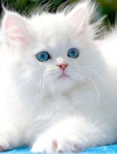 Find a ragdoll on gumtree, the #1 site for cats & kittens for sale classifieds ads in the uk. Price range of Ragdoll kitten - Annie Many