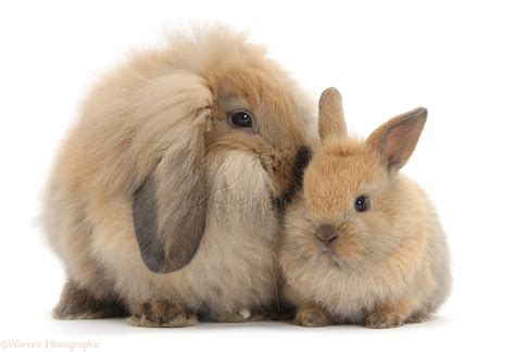 Fluffy Lionhead X Lop Rabbit And Cute Baby Bunny Photo Wp35985