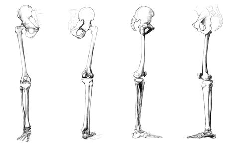 Anatomy Study Leg Bones By Call0ps On Deviantart