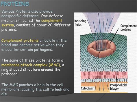 Ppt Biology Ch 40 1 Bodies Defenses Powerpoint Presentation Free Download Id 2000647