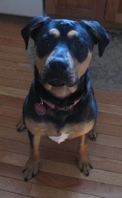 Both breeds have dedicated fans who want finding a rottweiler pitbull mix puppy. Pitweiler, American Pit Bull Terrier and Rottweiler Mix - SpockTheDog.com