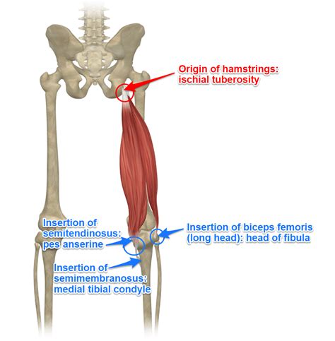 The Hamstrings Yoga Anatomy