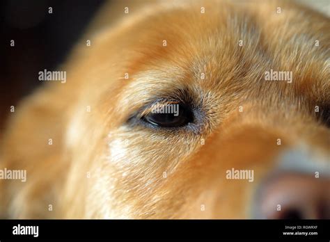 Close Up Dogs Eyes Hi Res Stock Photography And Images Alamy